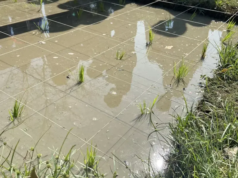 從「心」種稻，插秧趣